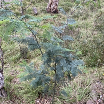 Acacia dealbata (Silver Wattle) at Jagungal Wilderness, NSW - 15 Apr 2022 by NedJohnston