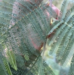 Acacia dealbata at Jagungal Wilderness, NSW - 15 Apr 2022