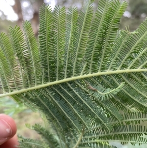 Acacia dealbata at Jagungal Wilderness, NSW - 15 Apr 2022 03:09 PM