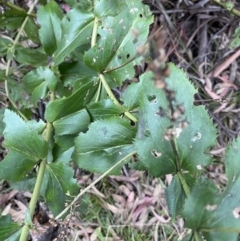 Veronica derwentiana (Derwent Speedwell) at Jagungal Wilderness, NSW - 15 Apr 2022 by NedJohnston