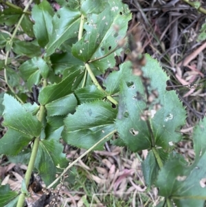 Veronica derwentiana at Jagungal Wilderness, NSW - 15 Apr 2022 03:07 PM