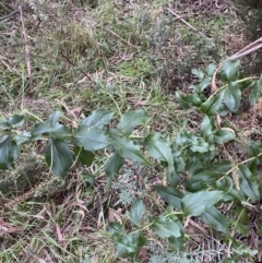 Veronica derwentiana at Jagungal Wilderness, NSW - 15 Apr 2022 03:07 PM