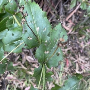 Veronica derwentiana at Jagungal Wilderness, NSW - 15 Apr 2022 03:07 PM