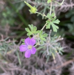 Geranium solanderi (Native Geranium) at Jagungal Wilderness, NSW - 15 Apr 2022 by NedJohnston