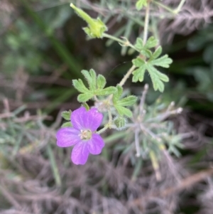 Geranium solanderi at Jagungal Wilderness, NSW - 15 Apr 2022