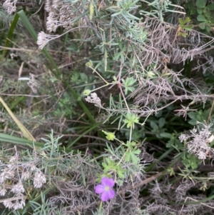 Geranium solanderi at Jagungal Wilderness, NSW - 15 Apr 2022