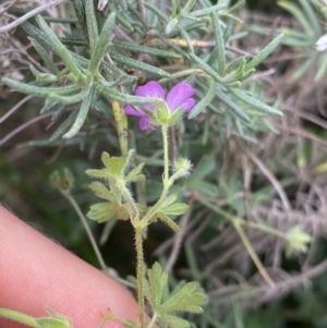 Geranium solanderi at Jagungal Wilderness, NSW - 15 Apr 2022