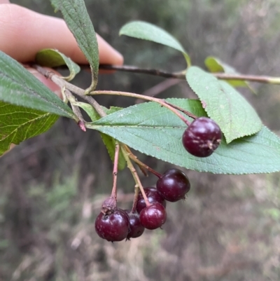 Malus sp. (Crab Apple) at Kosciuszko National Park - 15 Apr 2022 by Ned_Johnston