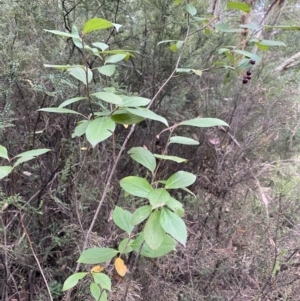 Malus sp. at Jagungal Wilderness, NSW - 15 Apr 2022