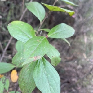 Malus sp. at Jagungal Wilderness, NSW - 15 Apr 2022