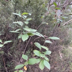 Malus sp. at Jagungal Wilderness, NSW - 15 Apr 2022