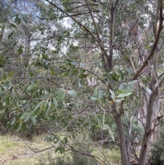 Eucalyptus pauciflora subsp. pauciflora (White Sally, Snow Gum) at Jagungal Wilderness, NSW - 15 Apr 2022 by NedJohnston