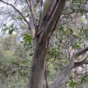 Eucalyptus pauciflora subsp. pauciflora at Jagungal Wilderness, NSW - 15 Apr 2022