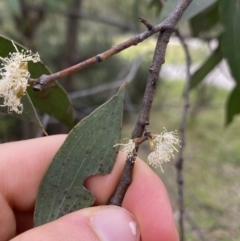 Eucalyptus pauciflora subsp. pauciflora at Jagungal Wilderness, NSW - 15 Apr 2022