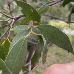 Eucalyptus pauciflora subsp. pauciflora at Jagungal Wilderness, NSW - 15 Apr 2022