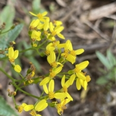 Senecio linearifolius var. latifolius at Jagungal Wilderness, NSW - 15 Apr 2022 by Ned_Johnston