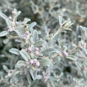 Olearia phlogopappa subsp. flavescens at Jagungal Wilderness, NSW - 15 Apr 2022