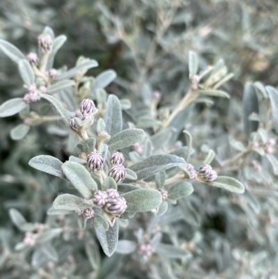 Olearia phlogopappa subsp. flavescens (Dusty Daisy Bush) at Jagungal Wilderness, NSW - 15 Apr 2022 by NedJohnston