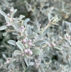 Olearia sp. (TBC) at Jagungal Wilderness, NSW - 15 Apr 2022 by Ned_Johnston