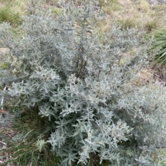 Olearia phlogopappa subsp. flavescens at Jagungal Wilderness, NSW - 15 Apr 2022 02:41 PM