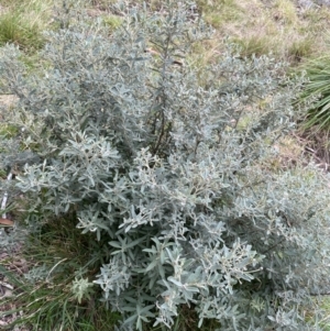 Olearia phlogopappa subsp. flavescens at Jagungal Wilderness, NSW - 15 Apr 2022 02:41 PM