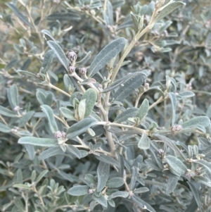 Olearia phlogopappa subsp. flavescens at Jagungal Wilderness, NSW - 15 Apr 2022 02:41 PM