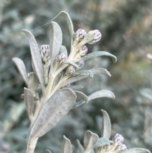 Olearia phlogopappa subsp. flavescens at Jagungal Wilderness, NSW - 15 Apr 2022