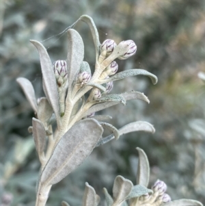 Olearia phlogopappa subsp. flavescens at Jagungal Wilderness, NSW - 15 Apr 2022 02:41 PM