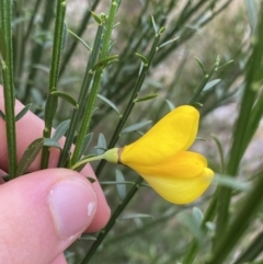 Cytisus scoparius subsp. scoparius (Scotch Broom, Broom, English Broom) at Jagungal Wilderness, NSW - 15 Apr 2022 by NedJohnston