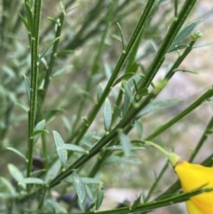 Cytisus scoparius subsp. scoparius at Jagungal Wilderness, NSW - 15 Apr 2022 02:39 PM