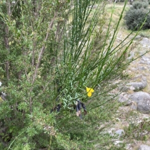 Cytisus scoparius subsp. scoparius at Jagungal Wilderness, NSW - 15 Apr 2022
