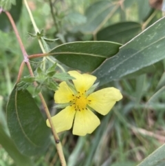 Potentilla recta (Sulphur Cinquefoil) at Jagungal Wilderness, NSW - 15 Apr 2022 by NedJohnston