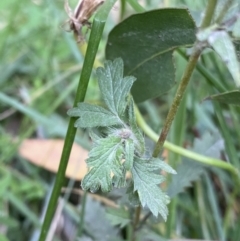 Potentilla recta at Jagungal Wilderness, NSW - 15 Apr 2022 02:28 PM