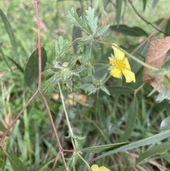 Potentilla recta at Jagungal Wilderness, NSW - 15 Apr 2022 02:28 PM