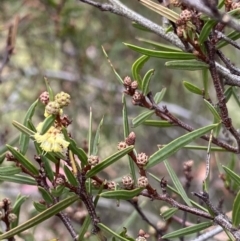 Acacia siculiformis (Dagger Wattle) at Jagungal Wilderness, NSW - 15 Apr 2022 by Ned_Johnston
