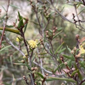 Acacia siculiformis at Jagungal Wilderness, NSW - 15 Apr 2022