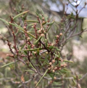 Acacia siculiformis at Jagungal Wilderness, NSW - 15 Apr 2022