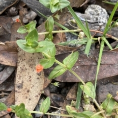 Lysimachia arvensis (Scarlet Pimpernel) at Jagungal Wilderness, NSW - 15 Apr 2022 by NedJohnston