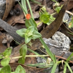 Lysimachia arvensis at Jagungal Wilderness, NSW - 15 Apr 2022