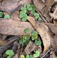 Hydrocotyle laxiflora (Stinking Pennywort) at Jagungal Wilderness, NSW - 15 Apr 2022 by NedJohnston