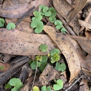 Hydrocotyle laxiflora at Jagungal Wilderness, NSW - 15 Apr 2022 02:17 PM