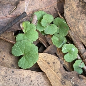 Hydrocotyle laxiflora at Jagungal Wilderness, NSW - 15 Apr 2022