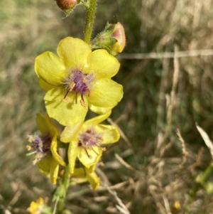 Verbascum virgatum at Jagungal Wilderness, NSW - 15 Apr 2022