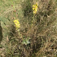 Verbascum virgatum at Jagungal Wilderness, NSW - 15 Apr 2022 02:14 PM