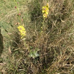 Verbascum virgatum at Jagungal Wilderness, NSW - 15 Apr 2022