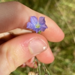 Linum marginale (Native Flax) at Jagungal Wilderness, NSW - 15 Apr 2022 by Ned_Johnston