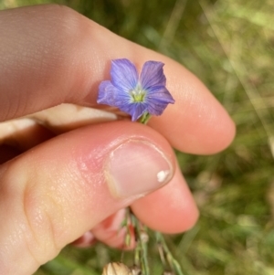 Linum marginale at Jagungal Wilderness, NSW - 15 Apr 2022 02:13 PM