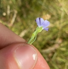 Linum marginale at Jagungal Wilderness, NSW - 15 Apr 2022 02:13 PM