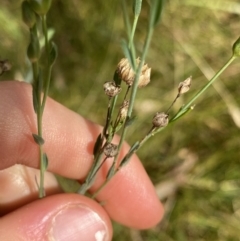 Linum marginale at Jagungal Wilderness, NSW - 15 Apr 2022 02:13 PM