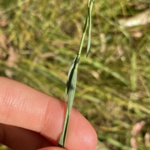 Linum marginale at Jagungal Wilderness, NSW - 15 Apr 2022 02:13 PM